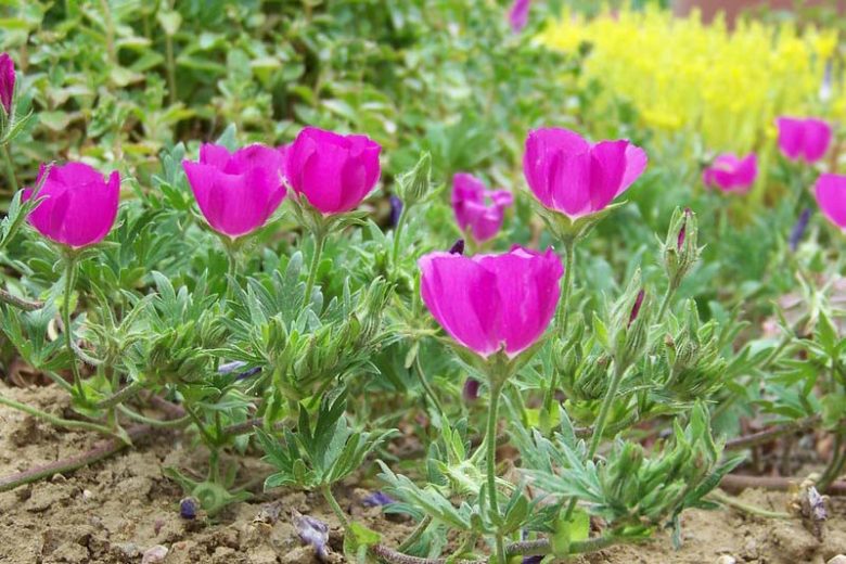 Callirhoe involucrata Seeds - Purple Poppy Mallow Native Perennial Groundcover, Drought Tolerant, 15 Seeds