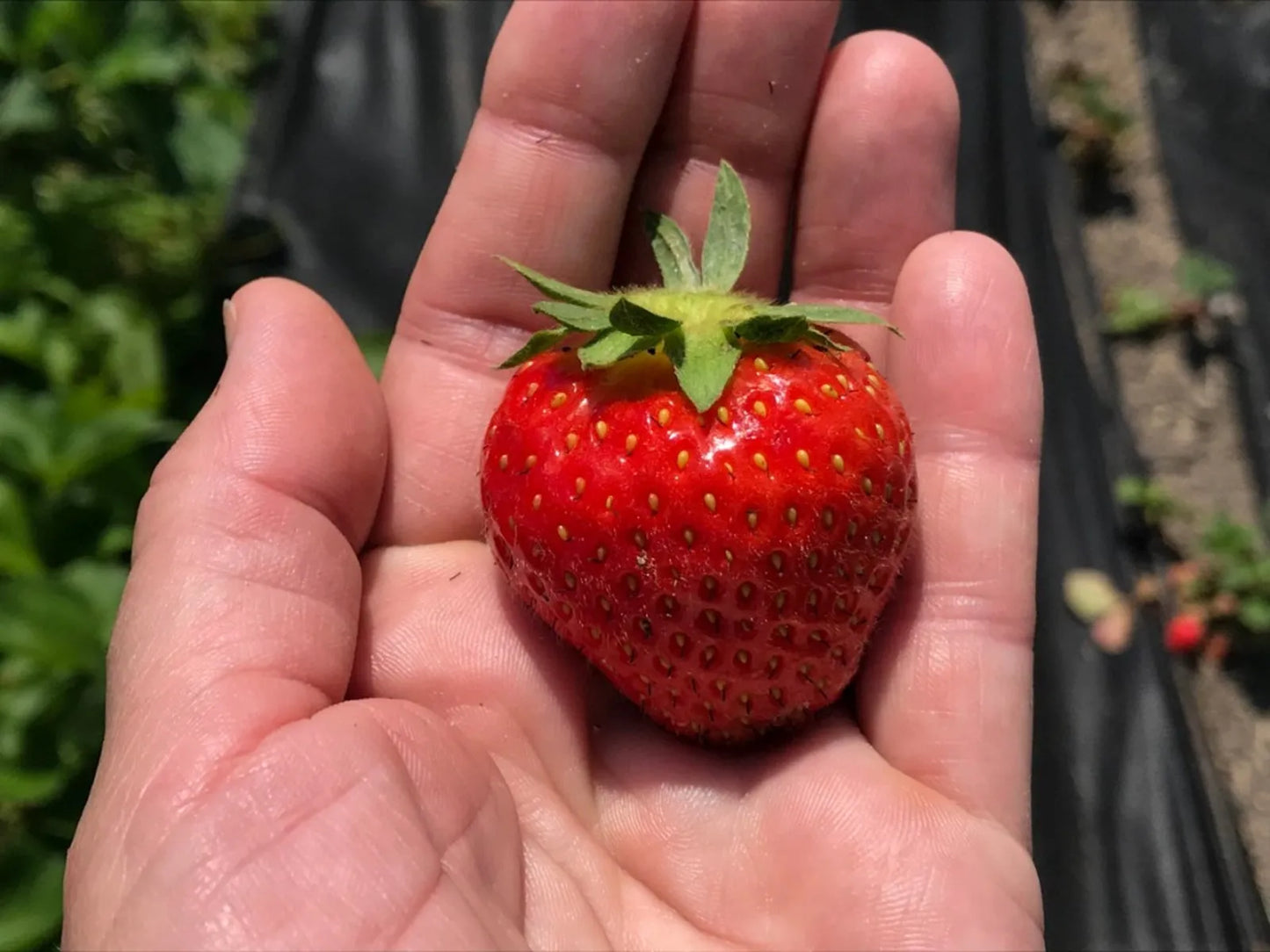 Allstar June-Bearing Strawberry Plants - 10 Bare Root Heirloom Fruit for Garden or Farm