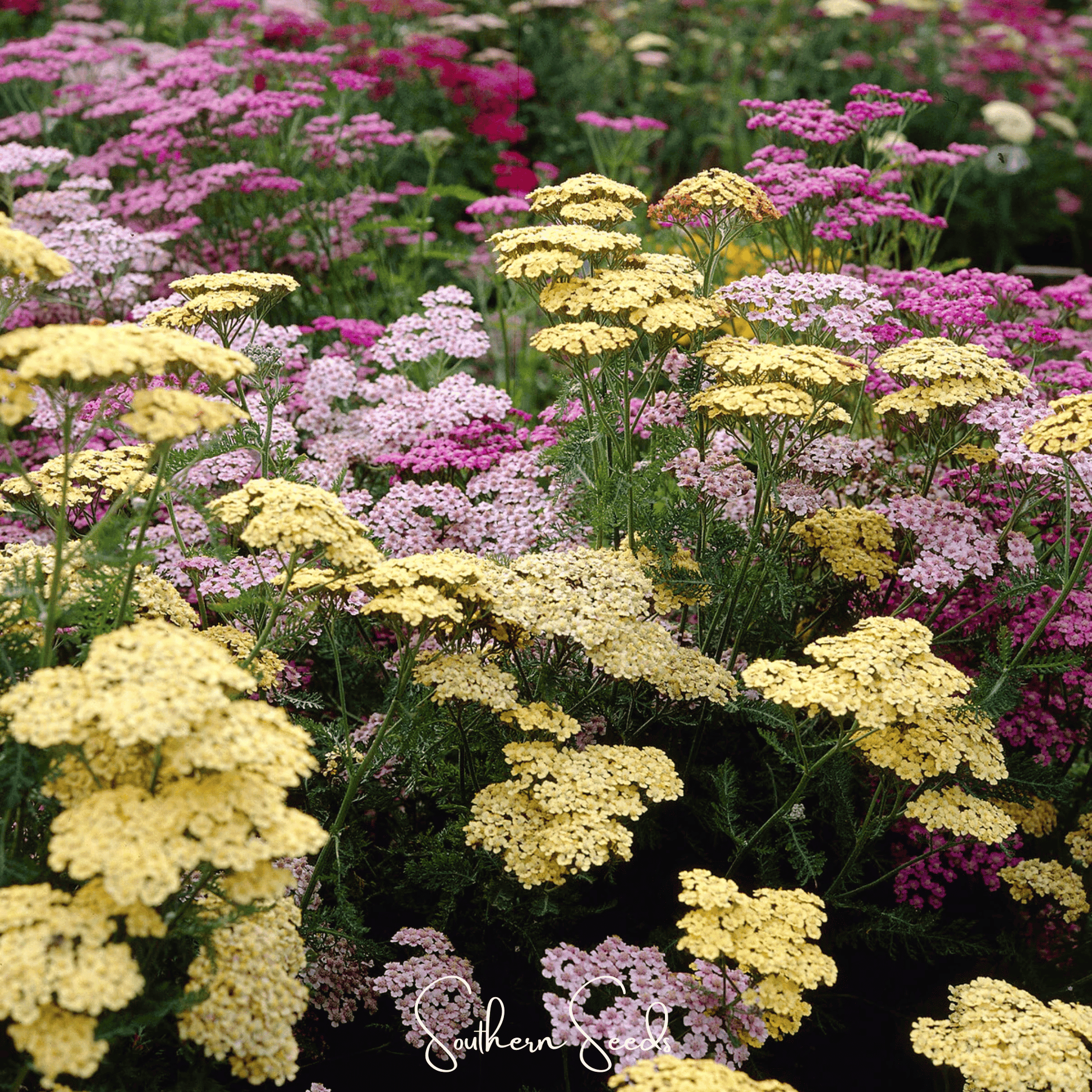 Summer Pastels Yarrow Seeds – Achillea millefolium, Perennial, Non-GMO, Heirloom, American Grown, Garden Flower Seeds