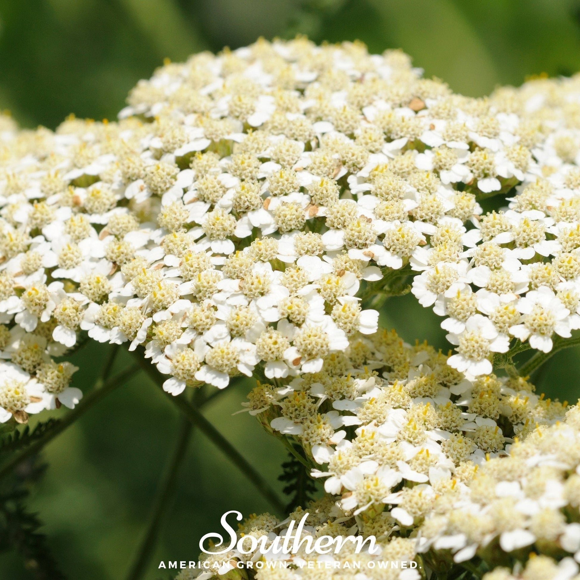 White Yarrow Seeds – Achillea millefolium – Heirloom, Drought-Tolerant, Pollinator-Friendly, Perennial, 100 Seeds