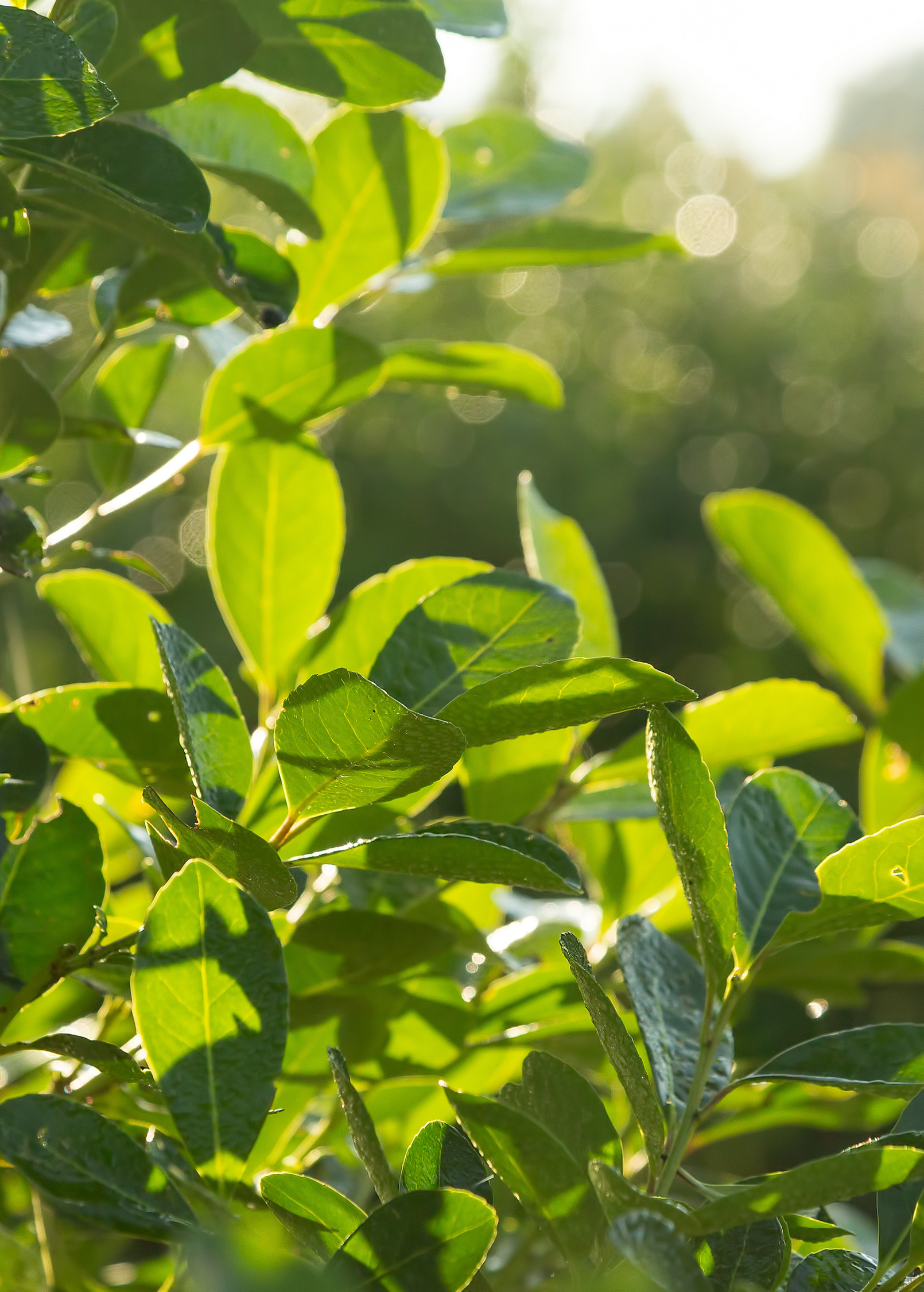 Yerba Mate Plant Ilex paraguariensis, Edible Leaves for Tea, Caffeine-Rich, Antioxidant-Rich, South American Beverage