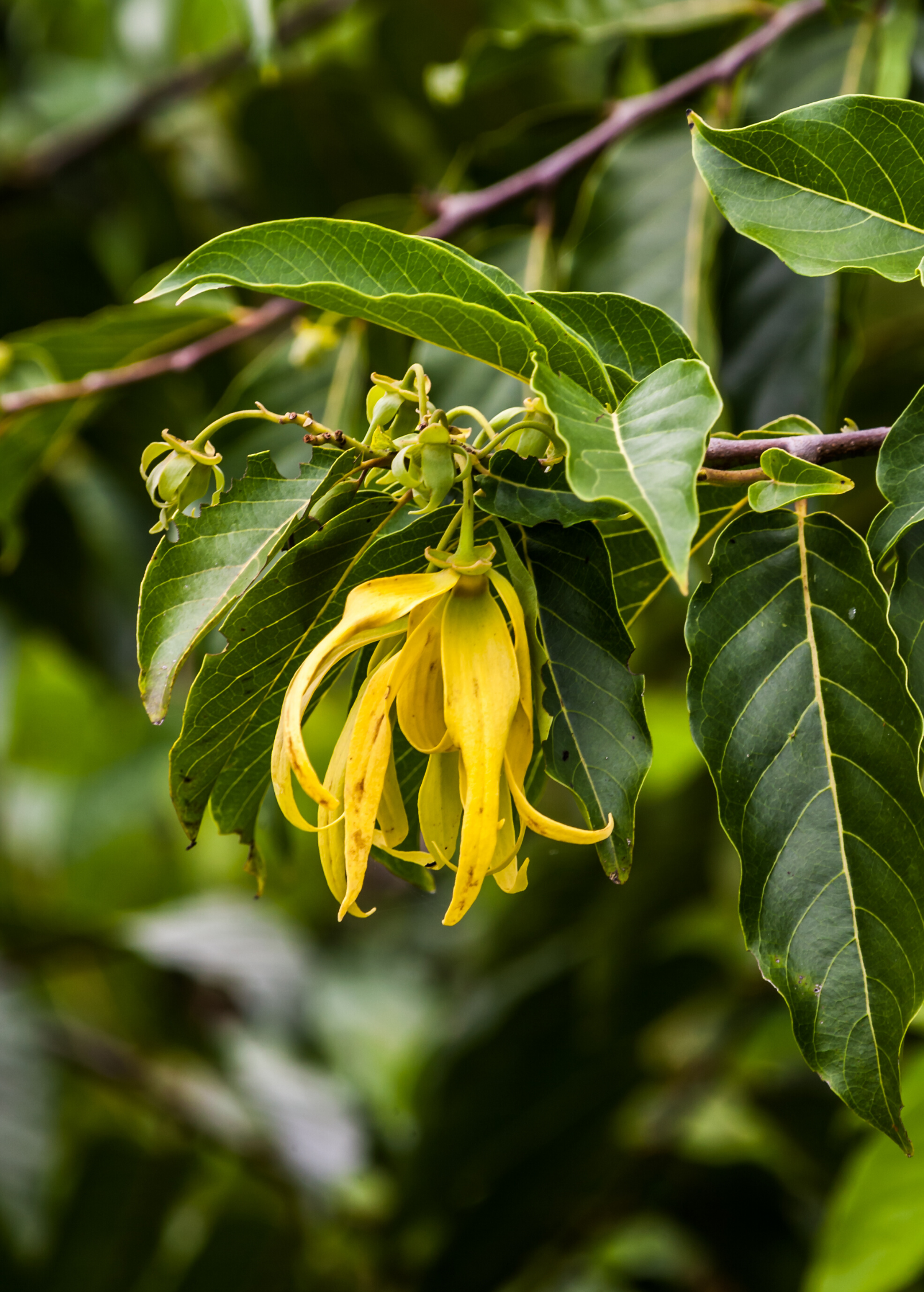 Ylang Ylang Flowering Plant | Cananga odorata | Tropical Fragrance Tree for Perfume & Aromatherapy