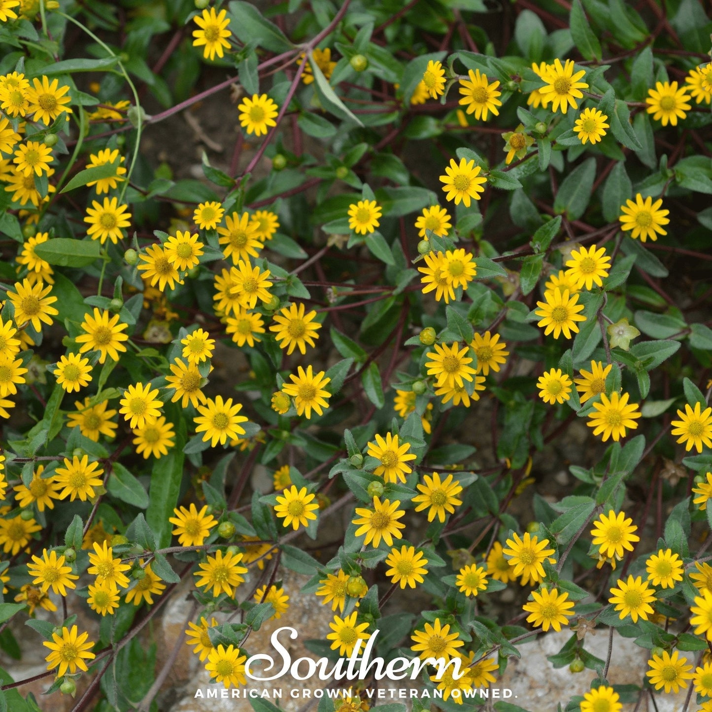 Creeping Zinnia Seeds – 100 Heirloom, Drought Tolerant, Sun-loving Groundcover Sanvitalia procumbens