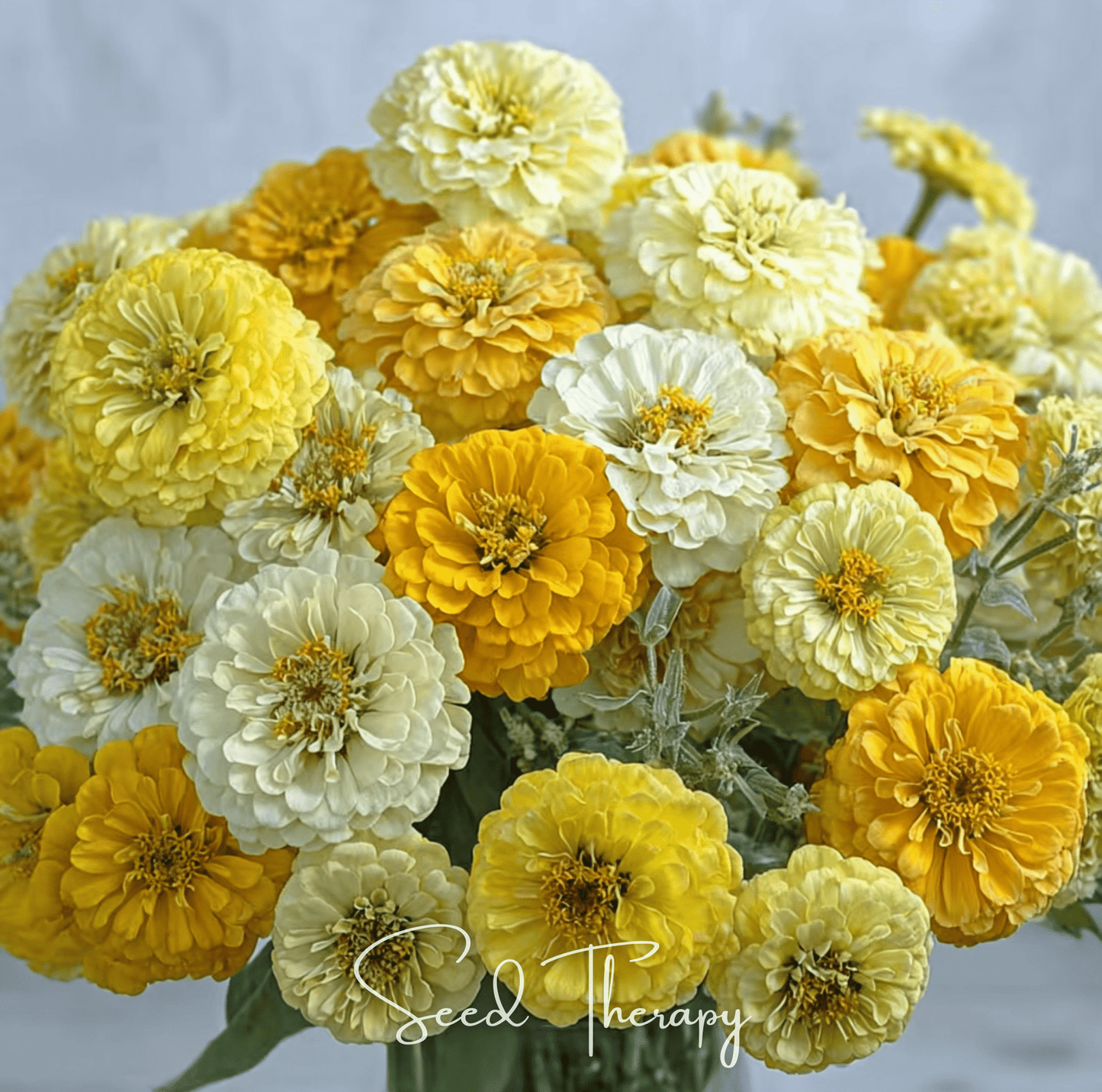 Lemon Meringue Zinnia Seeds – Heirloom Mix for Cutting Gardens, Pollinators, Bright White Yellow Green Flowers, 100 Seeds