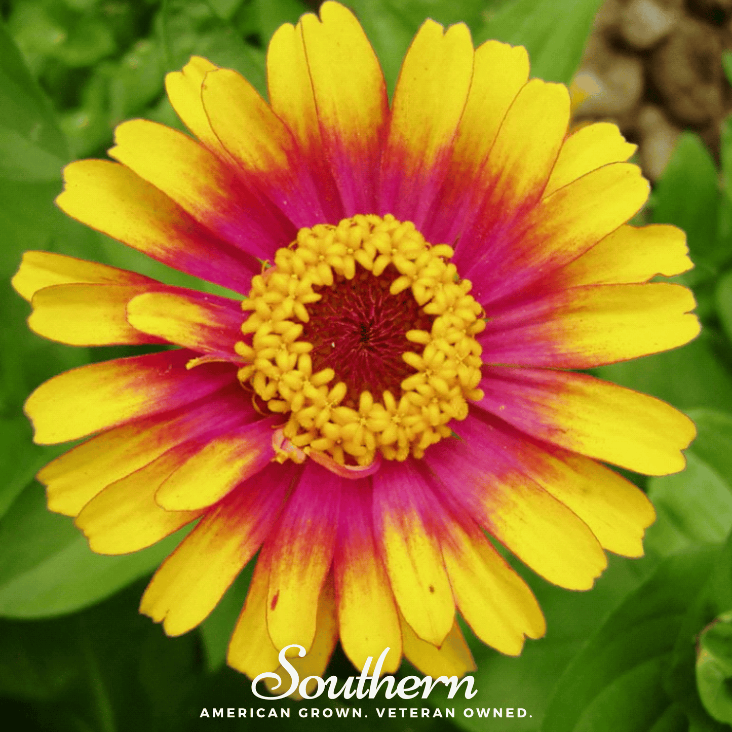 Sombrero Zinnia Seeds – Bi-Color Heirloom Annual for Cutting Gardens, Vibrant Fire Colors, 50 Seeds, Zinnia elegans