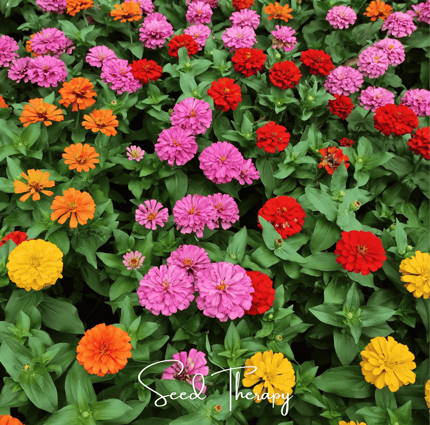 Thumbelina Dwarf Zinnia Seeds – 100 All-American Selections Winner, Compact, Double Blooms, Vibrant Rainbow Colors, Easy-Grow Annual